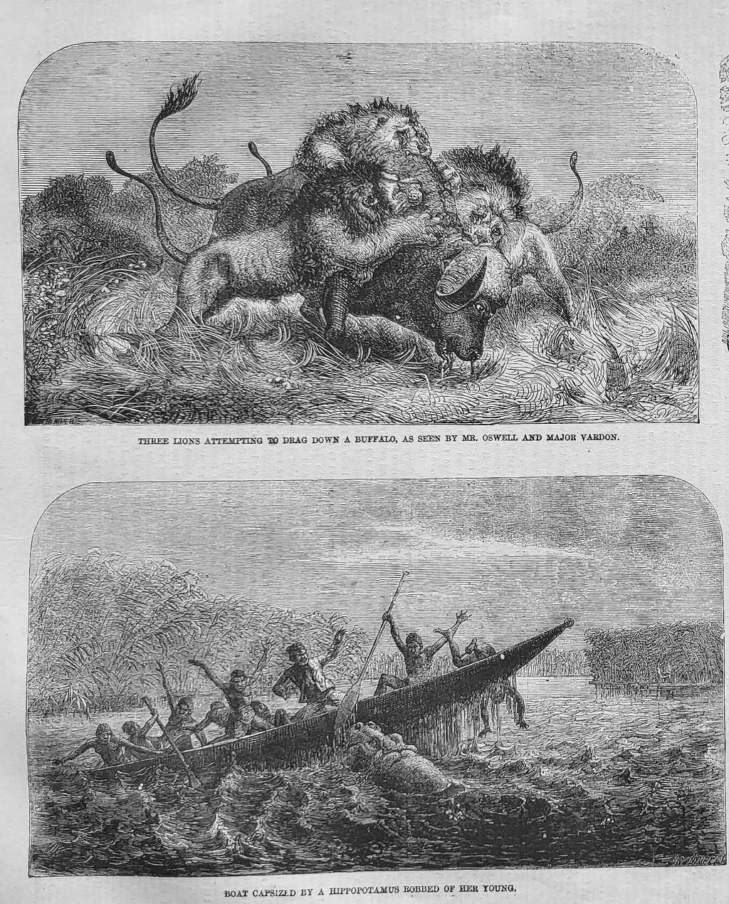 3 lions and a hippo